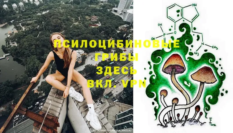 Псилоцибиновые грибы MAGIC MUSHROOMS  KRAKEN онион  Каменногорск 